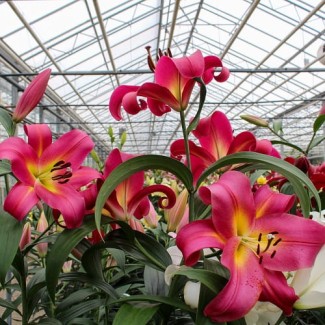 Lilia Drzewiasta 'Empoli'