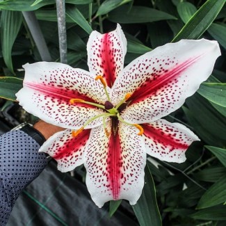 Lilia Orientalna 'Dizzy'
