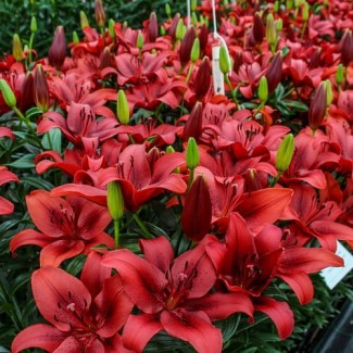 Lilia LA 'Dynamix'