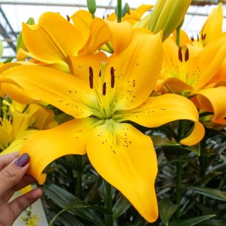 Lilia LA 'Lentella'