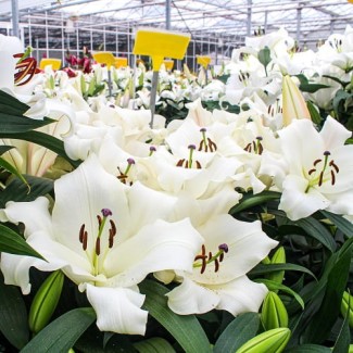 Lilia Drzewiasta 'Zambesi'