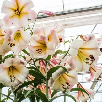 Lilia Drzewiasta 'Eastern Moon'