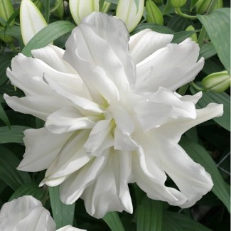 Lilia Pełna 'Lotus Ice'