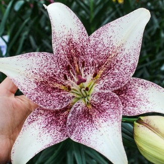 Lilia LA 'Sweet Zanica'