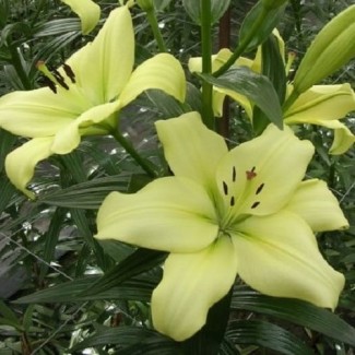 Lilia LA 'Trebbiano Gerrit Zalm'