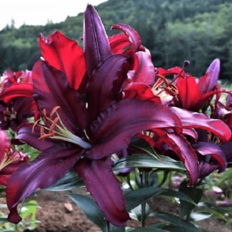 Lilia Orientalna 'Firebolt'