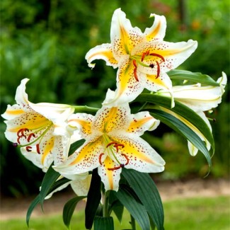 Lilia Orientalna 'Auratum'
