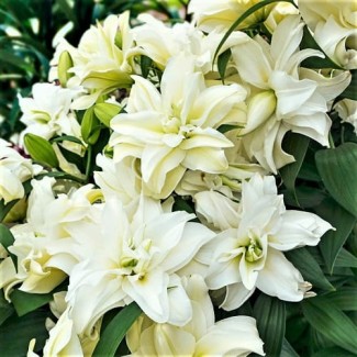 Lilia Pełna 'Roselily Zeta'