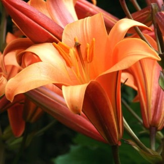 Lilia Trąbkowa 'Orange Planet'