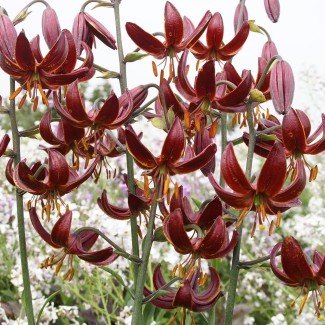 Lilia Martagon 'Claude Shride'