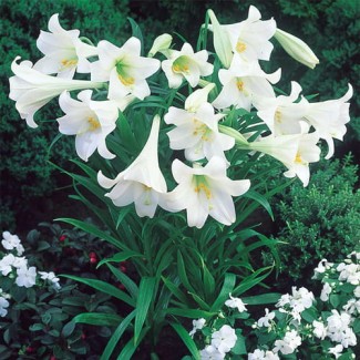 Lilia LO 'White Heaven'