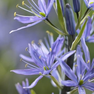 Kamasja leichtlinii 'Caerulea'
