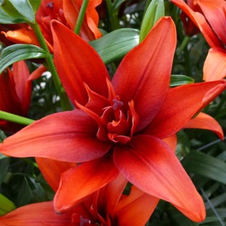 Lilia Pełna 'Red Twin'