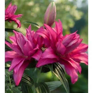 Lilia Pełna 'Roselily Floretta'