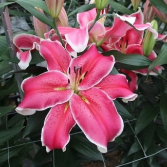 Lilia Drzewiasta 'El Capitan'