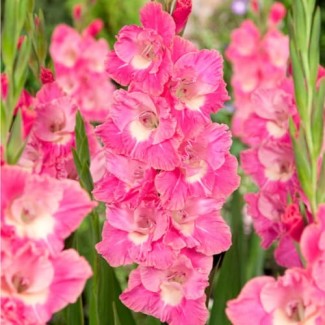 Mieczyk Wielkokwiatowy 'Pink Parrot' 5szt