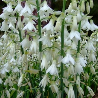 Galtonia biaława (Galtonia Candicans)