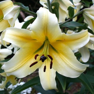 Lilia Drzewiasta 'White Yellow'
