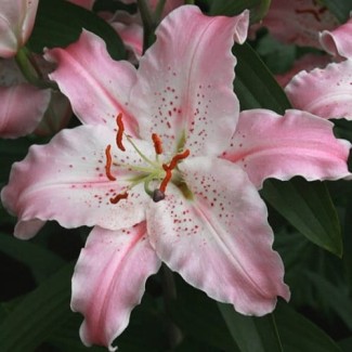 Lilia Orientalna 'Virtuoso'