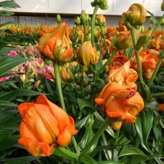 Lilia Pełna 'Tintoretto'