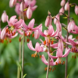 Lilia Martagon 'Candy Morning'