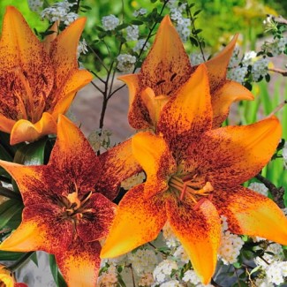 Lilia LA 'Longwood'