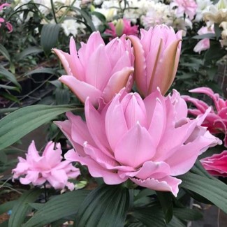 Lilia Pełna 'Roselily Cordula'