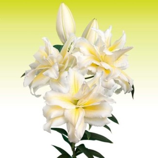 Lilia Pełna 'Roselily Irvana'