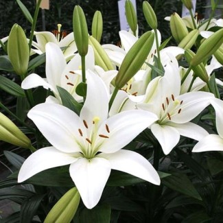 Lilia LA 'Albidona'