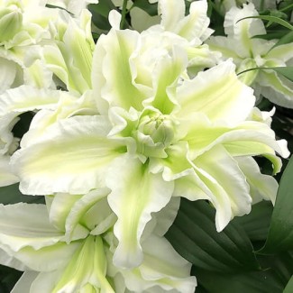 Lilia Pełna 'Empress'
