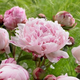 Piwonia Chińska 'Sarah Bernhardt'