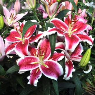 Lilia Orientalna 'Stardancer'