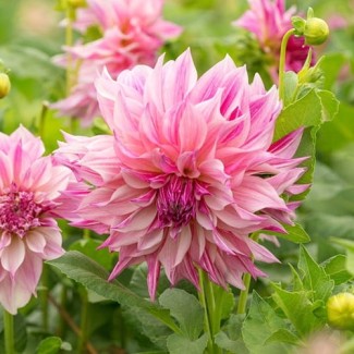Dalia Dekoracyjna 'Cafe au Lait Royal'