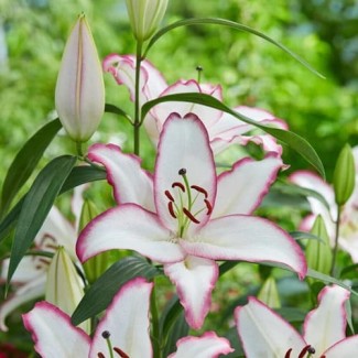 Lilia Orientalna 'The Edge'