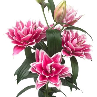 Lilia Pełna 'Roselily Samantha'