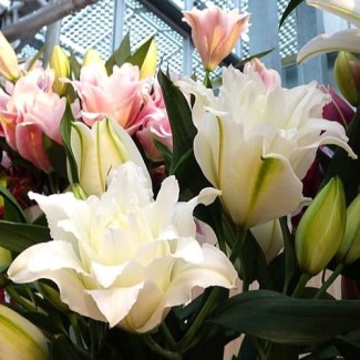 Lilia Pełna 'Roselily Nadia'