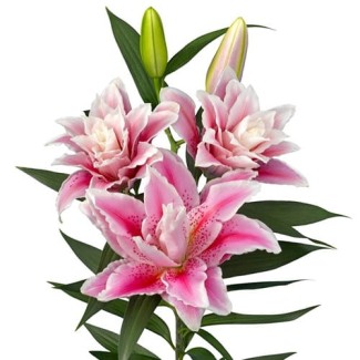Lilia Pełna 'Roselily Javiera'