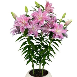 Lilia Pełna 'Roselily Azra'