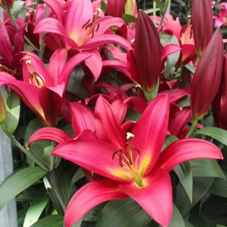 Lilia Orientalna 'Pico'