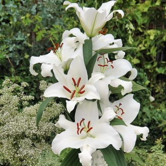 Lilia Orientalna 'White Balloons'