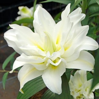 Lilia Pełna Drzewiasta 'Blizzard'