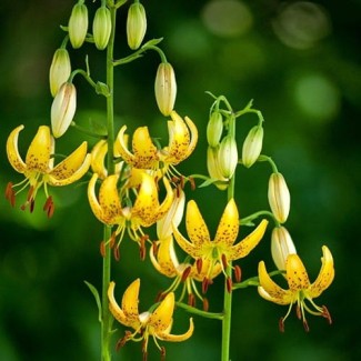 Lilia Martagon 'Honey Morning'