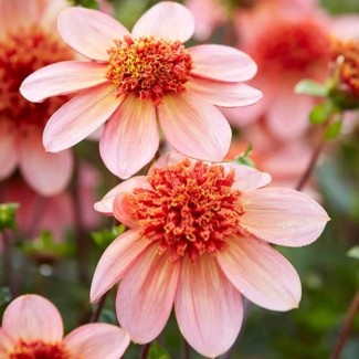 Dalia Anemonowa 'Totally Tingerine'