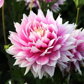 Dalia Dekoracyjna 'Evanah'