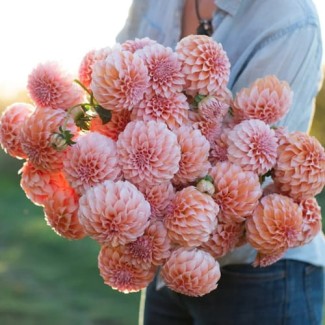 Dalia Dekoracyjna 'Peaches and Cream'