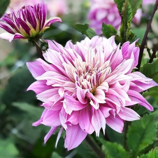 Dalia Dekoracyjna 'Labirynth Twotone'
