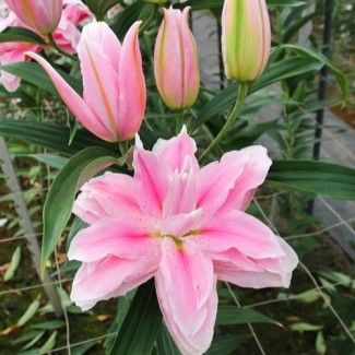 Lilia Pełna 'Milano'