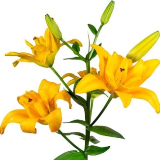 Lilia Pełna 'Butterfly Spring'