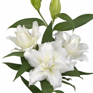 Lilia Pełna 'Roselily Cecilia'
