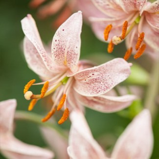 Lilia Martagon 'Pink Morning'